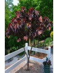 Персик червонолистий Стіллет на штамбі | Prunus persica Stillet on shtambe | Персик краснолистный Стиллет на штамбе